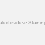 ?-Galactosidase Staining Kit